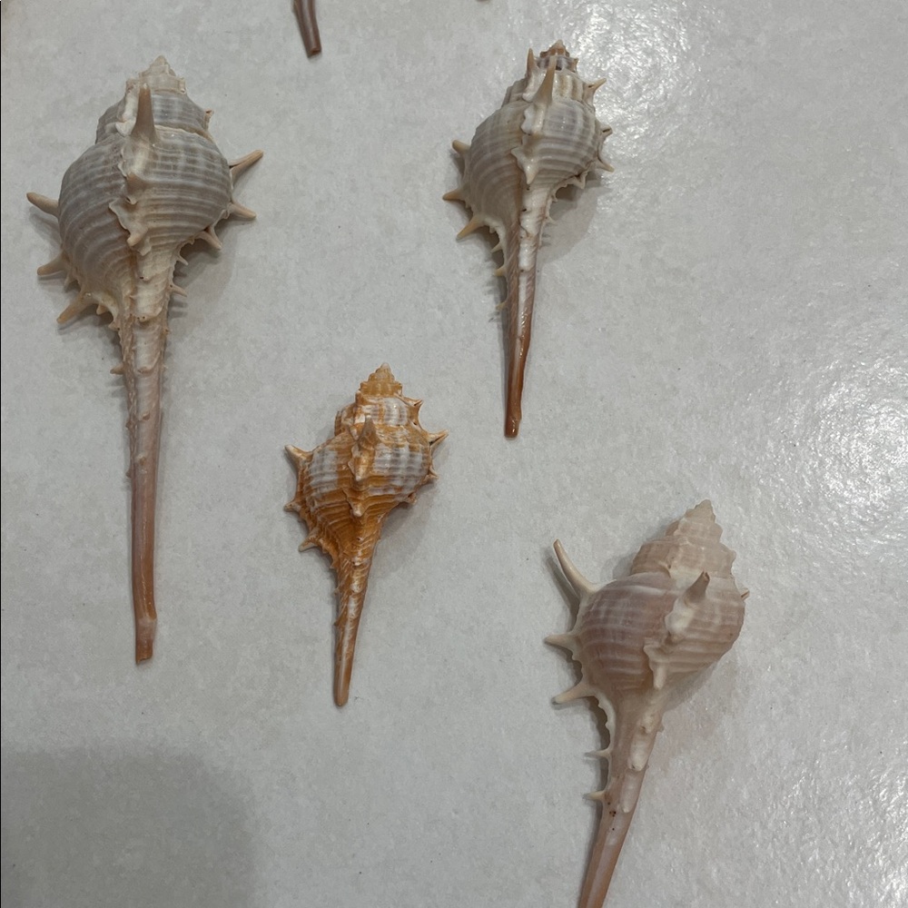 11 Murex Conch Shells Crafting Collection - Picture 2 of 7